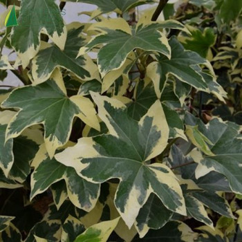 FATSHEDERA lizei Variegata 80/100 Cont.5/7.5 L 
