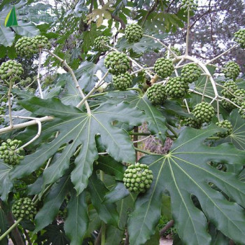 FATSIA japonica