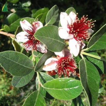 FEIJOA sellowiana