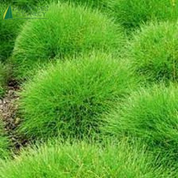 FESTUCA gautieri Pic carlit