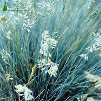 FESTUCA glauca blue select  Cont.3/4 L 