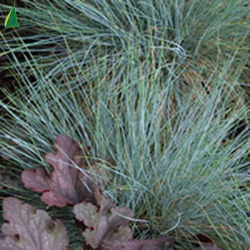 FESTUCA glauca Elijah blue  Cont.3/4 L 