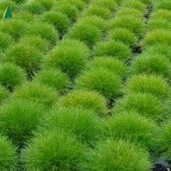 FESTUCA gautieri vert foncé  Godet 8/9 