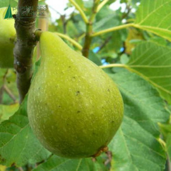 FICUS carica Blanche