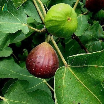 FICUS carica Brown turkey