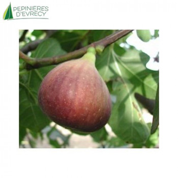 FICUS carica Grise de tarascon