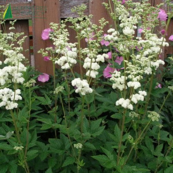 FILIPENDULA ulmaria Plena  Godet 8/9 