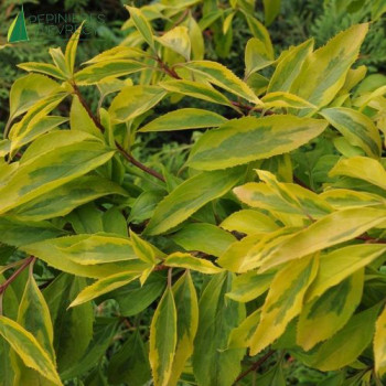 FORSYTHIA x intermedia Golden times 40/60 Cont.3/4 L 