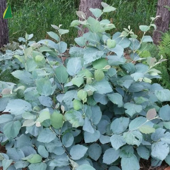 FOTHERGILLA major 'Blue Shadow'  Cont.2/2.5 L 