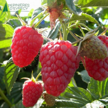 FRAMBOISIER Automn bliss (Rubus idaeus)  Cont.3/4 L 