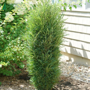 FRANGULA alnus Fine Line