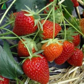 FRAGARIA ananassa Charlotte