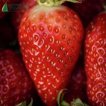 FRAGARIA ananassa Gariguette
