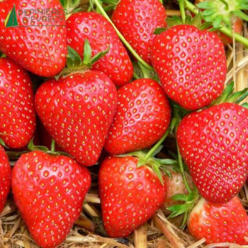 FRAGARIA ananassa Mariguette