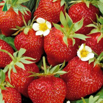 FRAGARIA ananassa Ostara