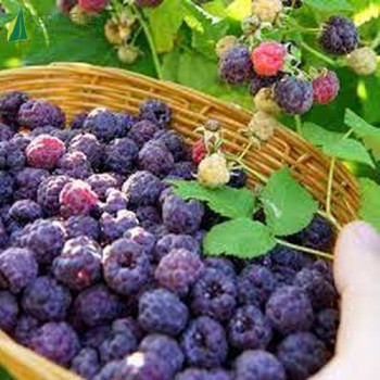FRAMBOISIER Glen Coe (Rubus idaeus)  Cont.3/4 L 