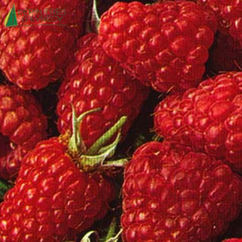 FRAMBOISIER Malling promise (rubus idaeus)