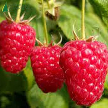 FRAMBOISIER Enrosadira (rubus idaeus)  Conteneur 