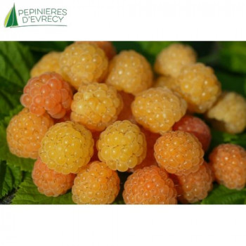 FRAMBOISIER Fallgold (rubus idaeus)