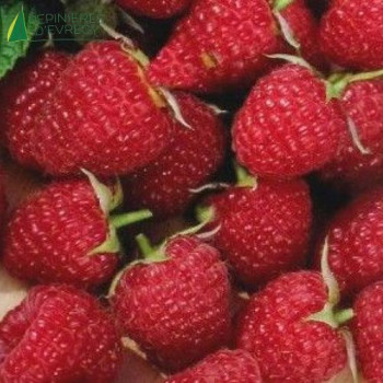 FRAMBOISIER Heritage (rubus idaeus)