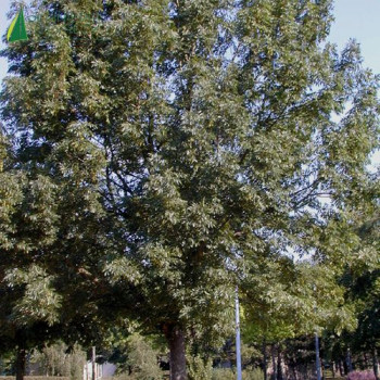 FRAXINUS excelsior