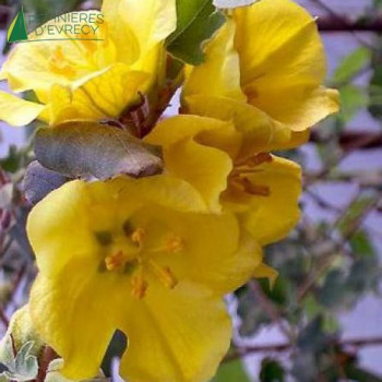 FREMONTODENDRON california glory