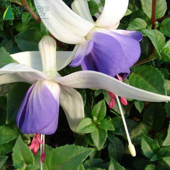 FUCHSIA Delta s Sarah