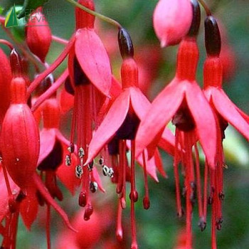 FUCHSIA magellanica Ricartonii 30/40 Cont.3/4 L 