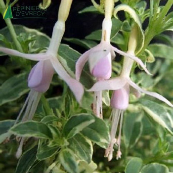 FUCHSIA magellanica Sharpitor