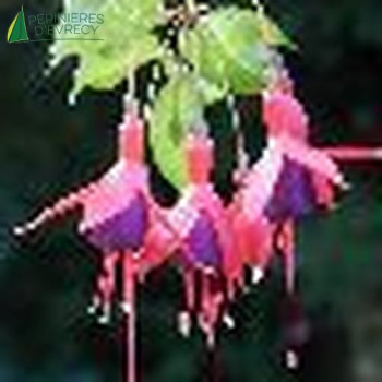 FUCHSIA mr popple