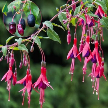 FUCHSIA regia Regal