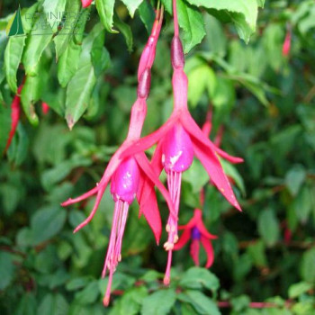 FUCHSIA regia Reitzii