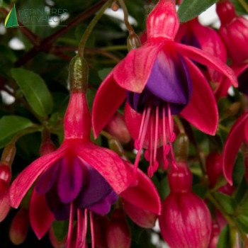 FUCHSIA Tom thumb