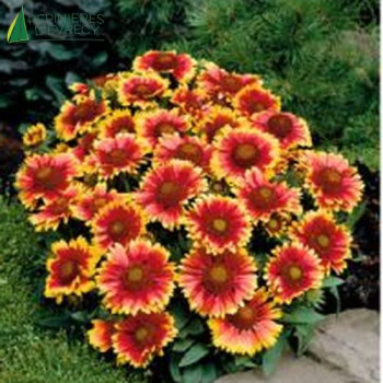 GAILLARDIA aristata Arizona sun  Godet 8/9 