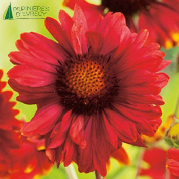 GAILLARDIA bourgogne