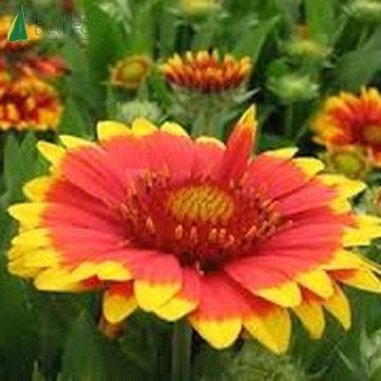 GAILLARDIA royale  Godet 8/9 