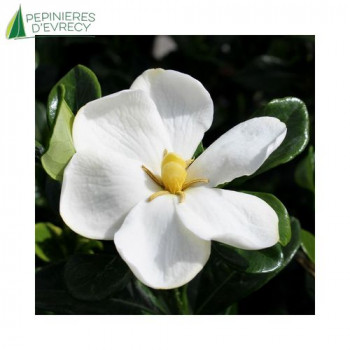 GARDENIA jasminoides Klein's Hardy