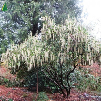 GARRYA elliptica  Cont.3/4 L 