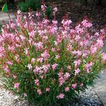GAURA geyser Pink  Cont.3/4 L 