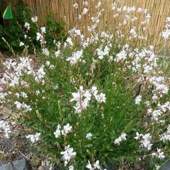GAURA geyser White  Cont.3/4 L 