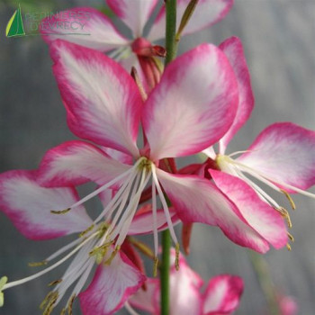GAURA lindh. Rosy Jane