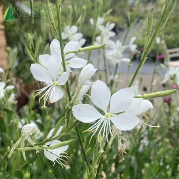 GAURA lindh. Snowbird
