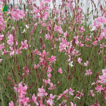GAURA lindh.syskiyou Pink