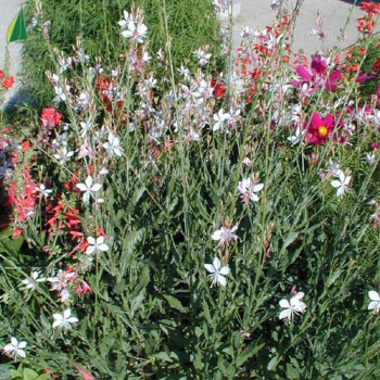 GAURA lindheimeri