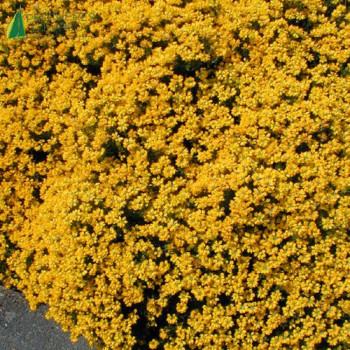 GENISTA hispanica