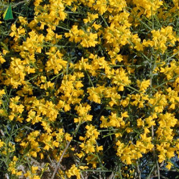 GENISTA lydia