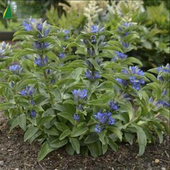 GENTIANA cruciata  Godet 8/9 