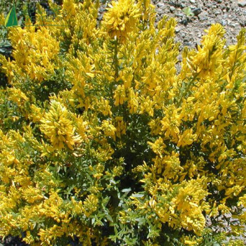 GENISTA tinctoria Royal gold