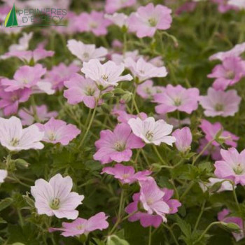 GERANIUM dreamland©  Cont.3/4 L 