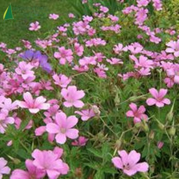 GERANIUM endresii  Cont.3/4 L 